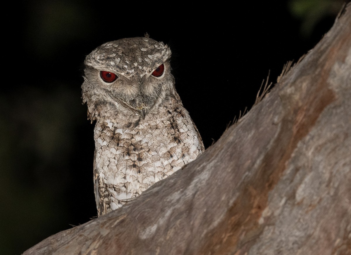 Marbled Frogmouth - ML556132131