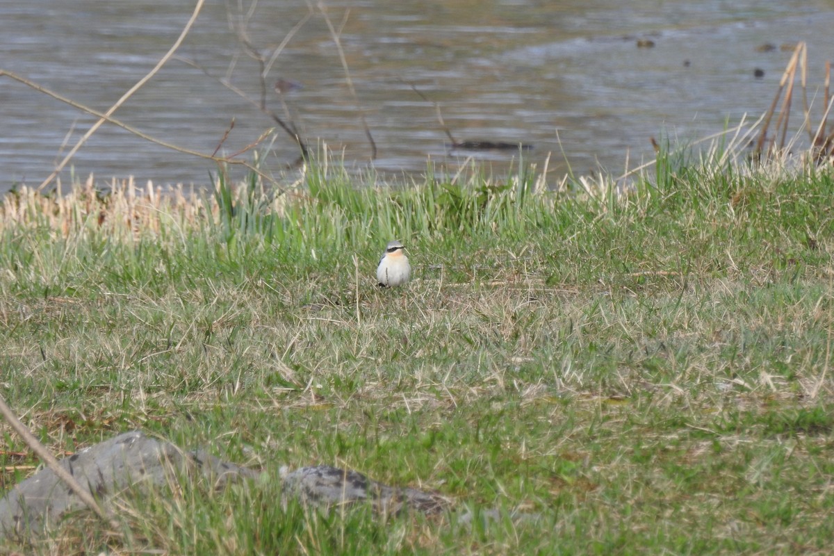 Northern Wheatear - ML556132211