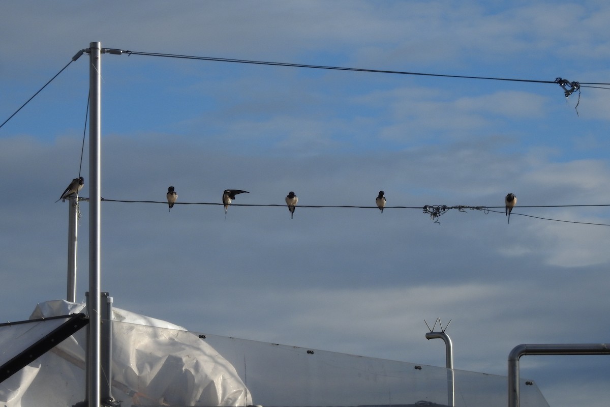 Barn Swallow - ML556132351