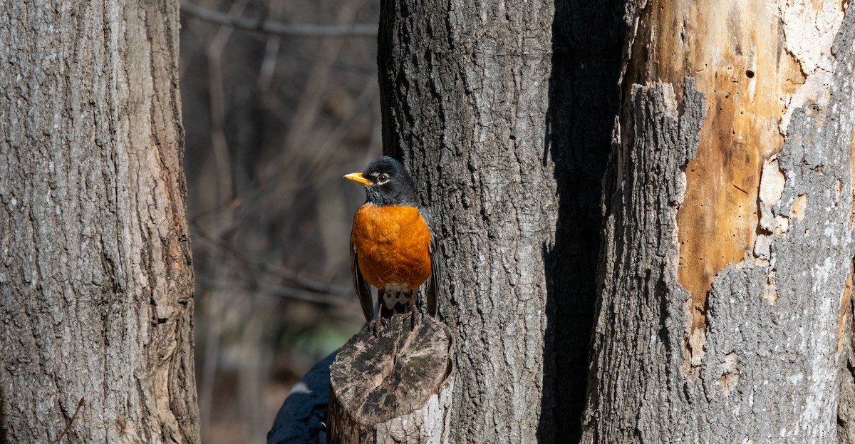 American Robin - ML556133111