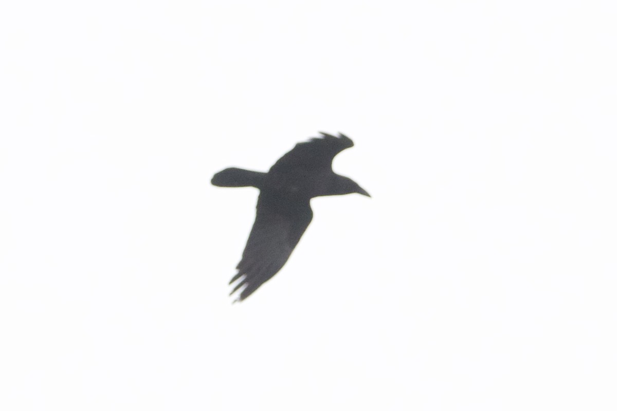 Chihuahuan Raven - ML556133191