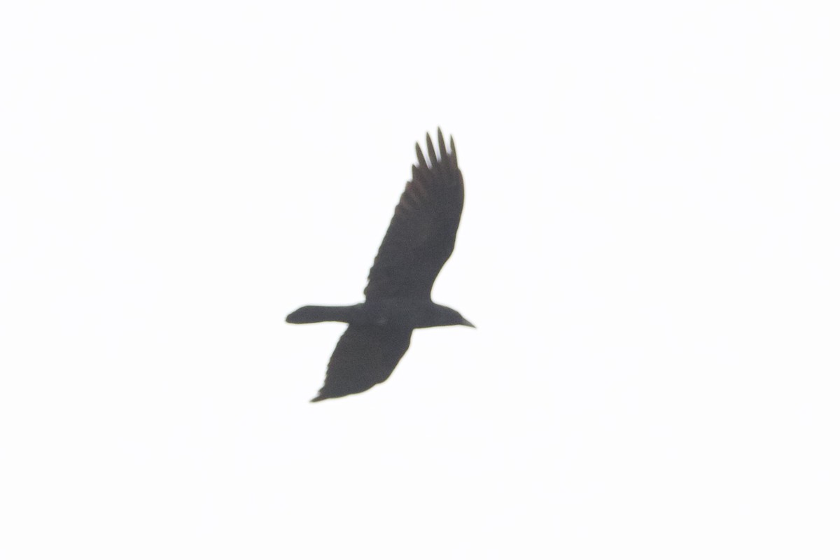 Chihuahuan Raven - ML556133201