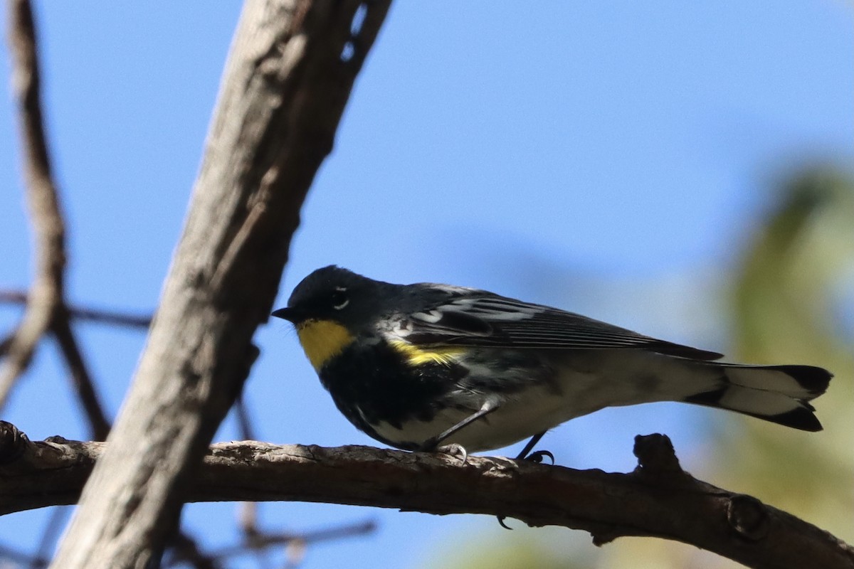 Yellow-rumped Warbler - Doug Cooper