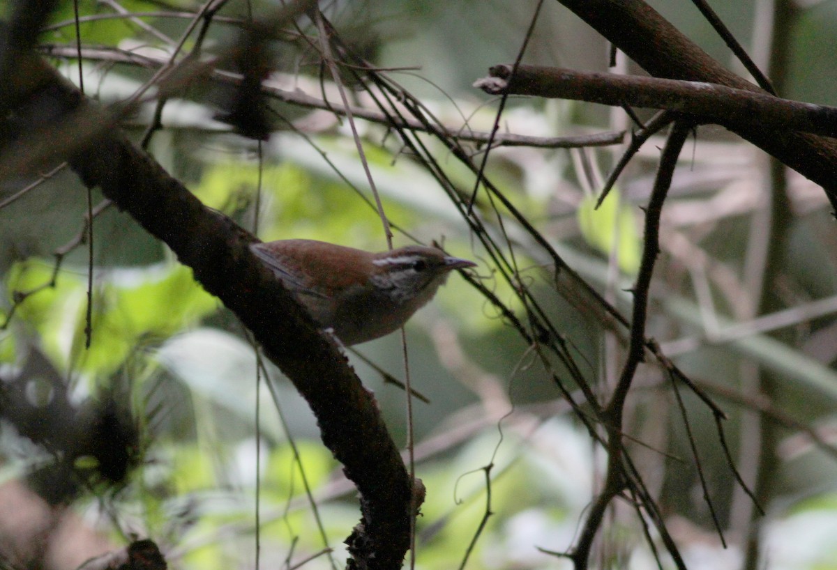 Rufous-and-white Wren - ML55613471