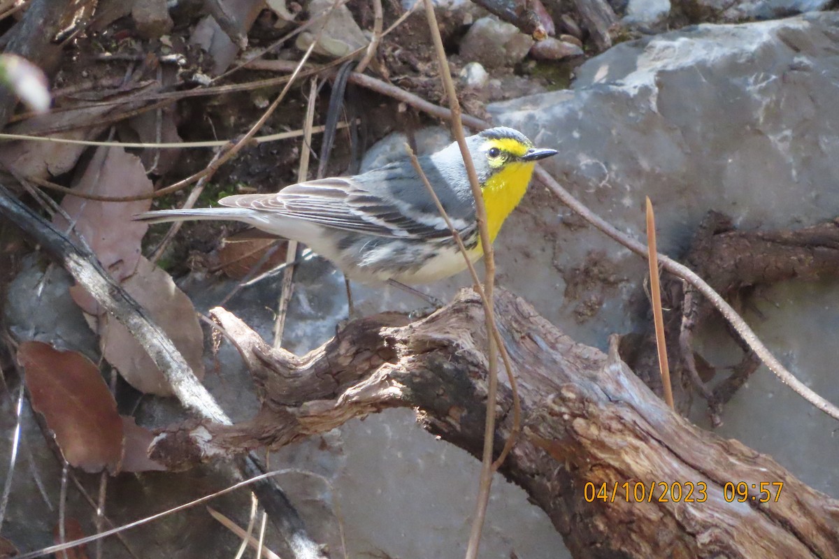 Grace's Warbler - ML556136131