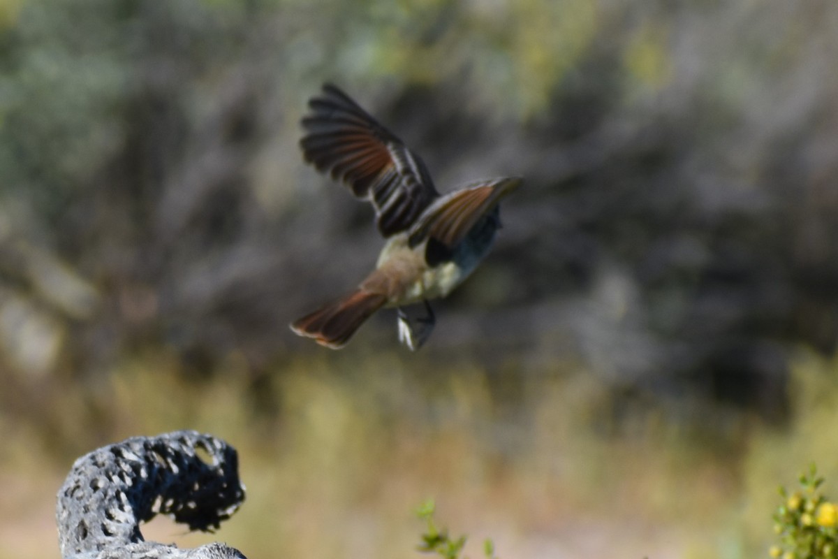 Ash-throated Flycatcher - ML556136381