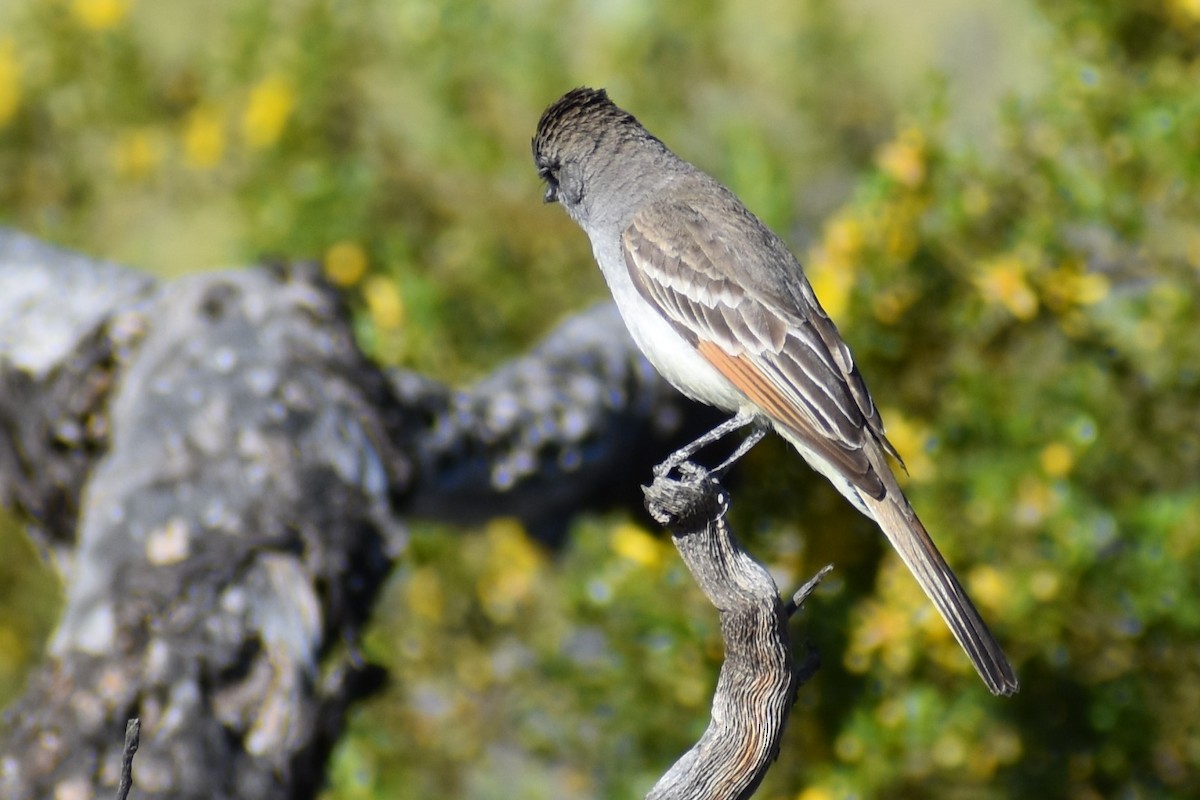 Ash-throated Flycatcher - ML556136391