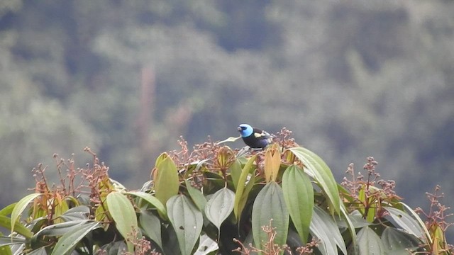 アオクビフウキンチョウ - ML556136651