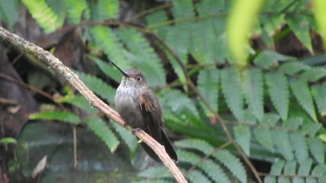 Bronzekolibri - ML556137201