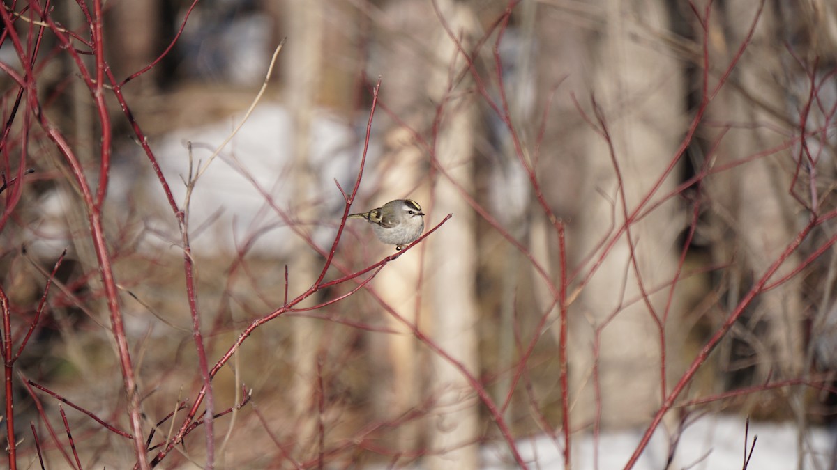 Golden-crowned Kinglet - ML556138221