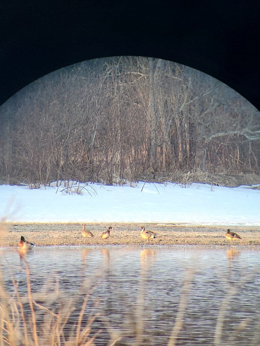 Northern Pintail - ML556139171