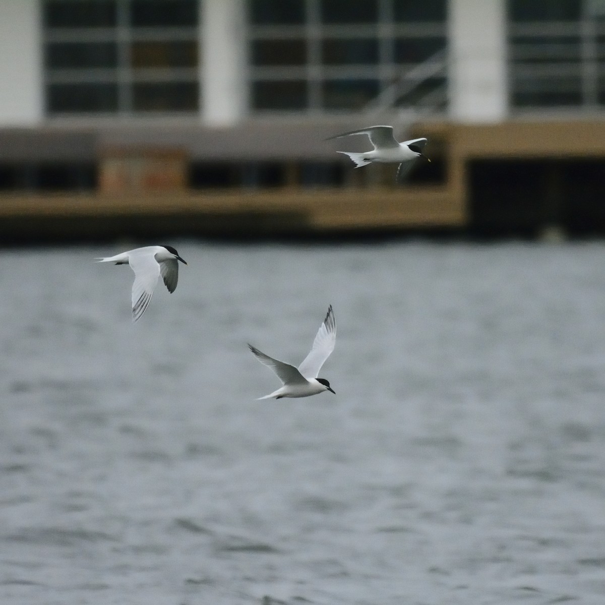 Sandwich Tern - ML556139261