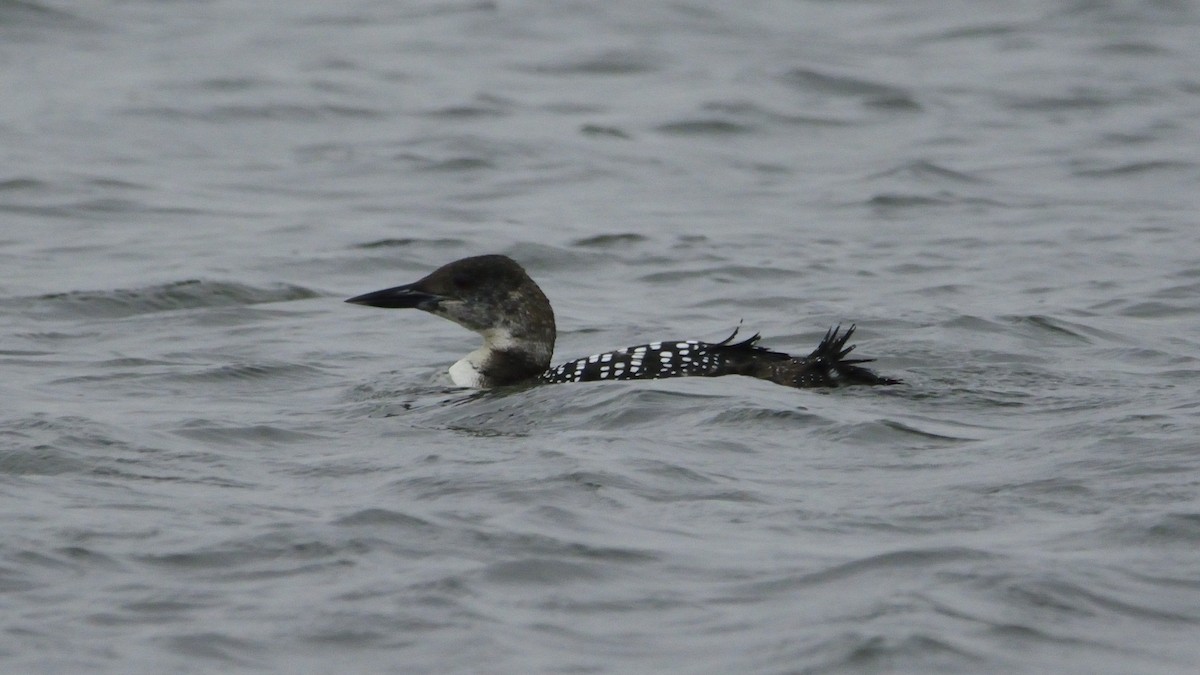 Common Loon - ML556139771