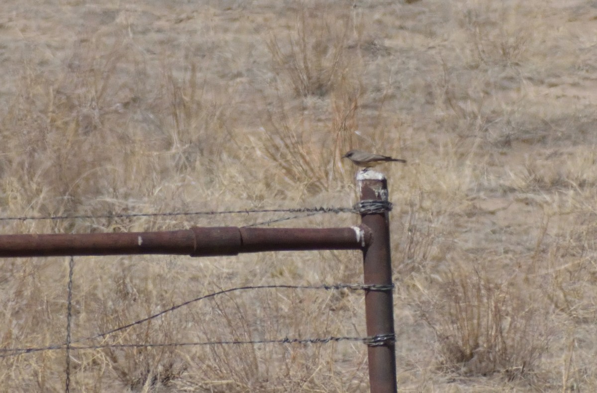 Say's Phoebe - ML556140021