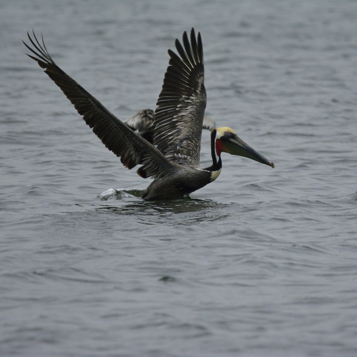 Brown Pelican - ML556140381