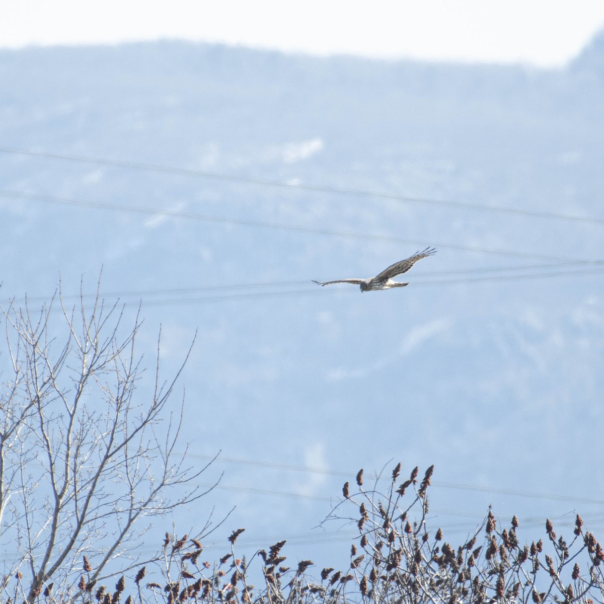 Northern Harrier - ML556142431