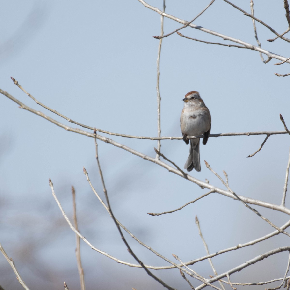 American Tree Sparrow - ML556142471