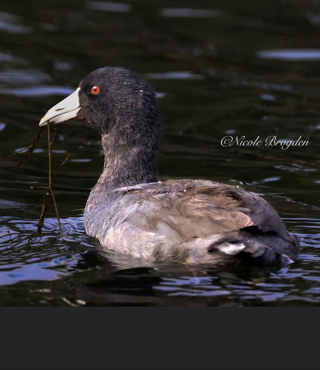 American Coot - Jennifer Miller