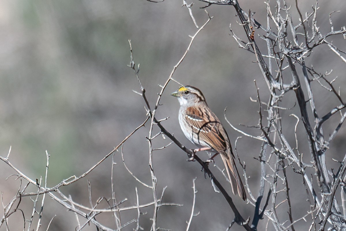 White-throated Sparrow - ML556143611