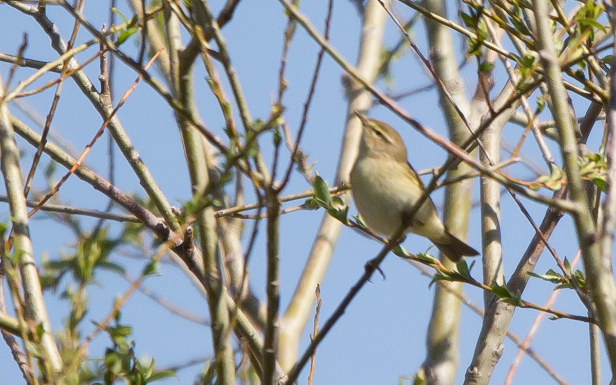 Western Bonelli's Warbler - ML556145111