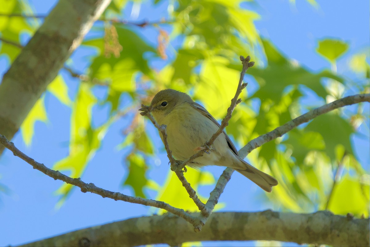 Pine Warbler - ML556146061