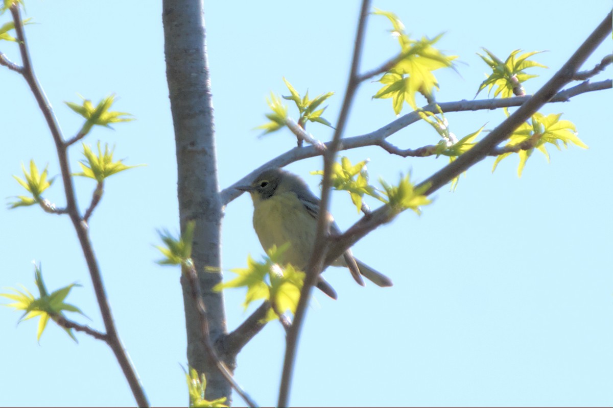 Pine Warbler - ML556146071