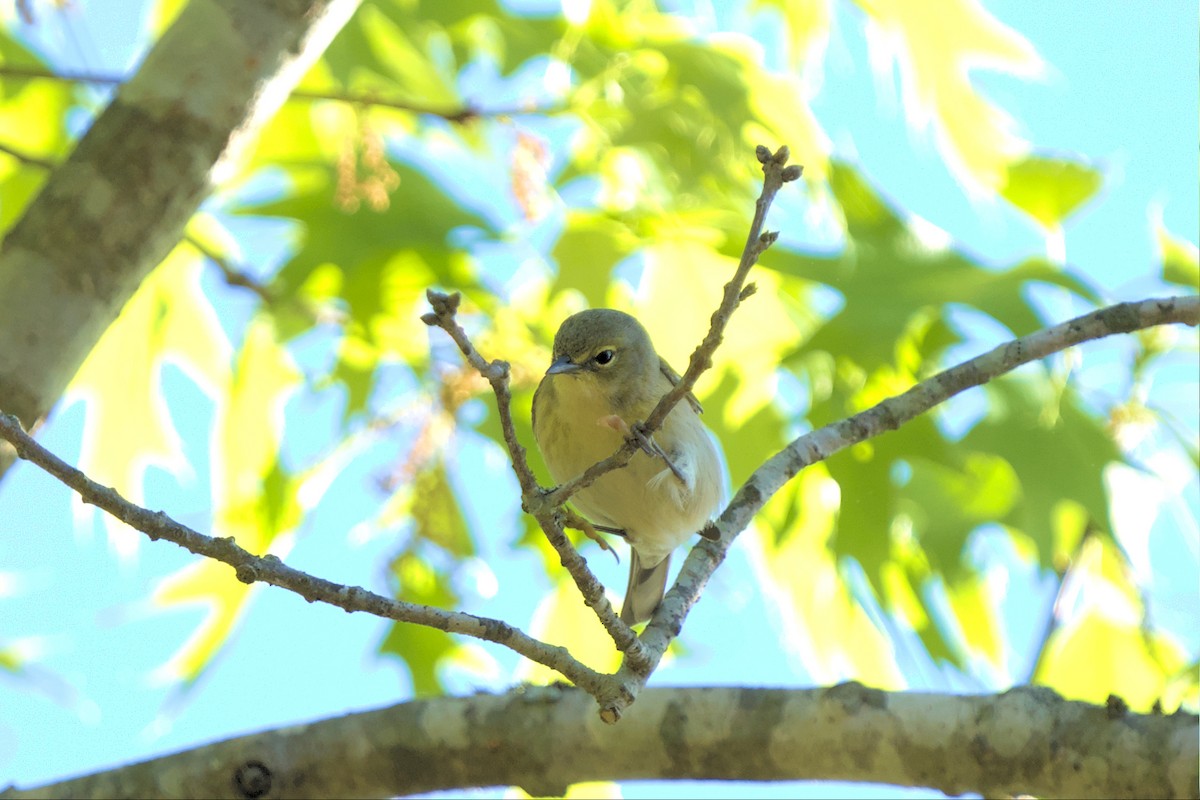 Pine Warbler - ML556146081