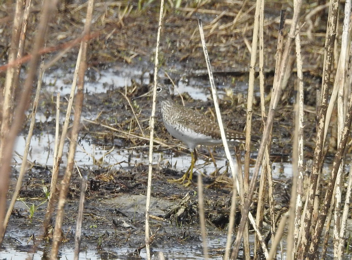 Solitary Sandpiper - Matt Kalwasinski