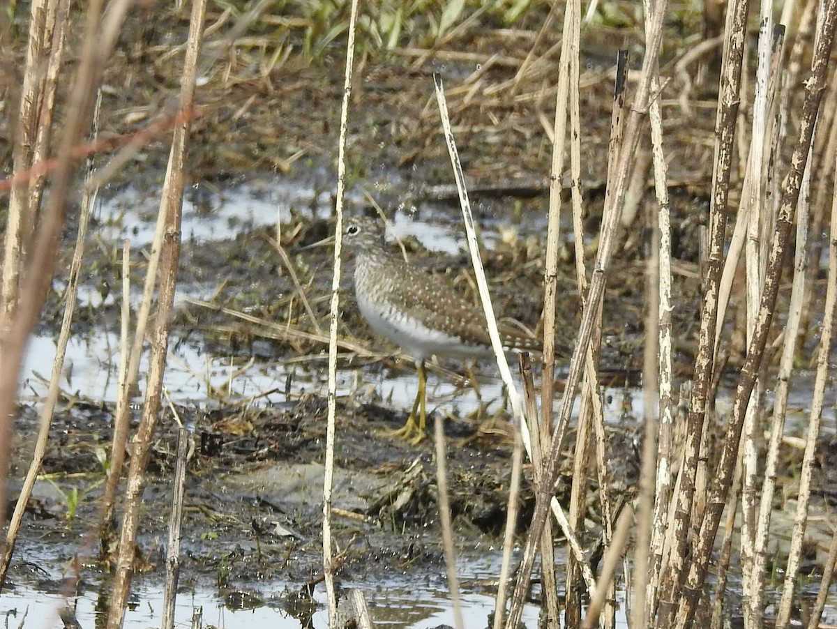 Solitary Sandpiper - Matt Kalwasinski