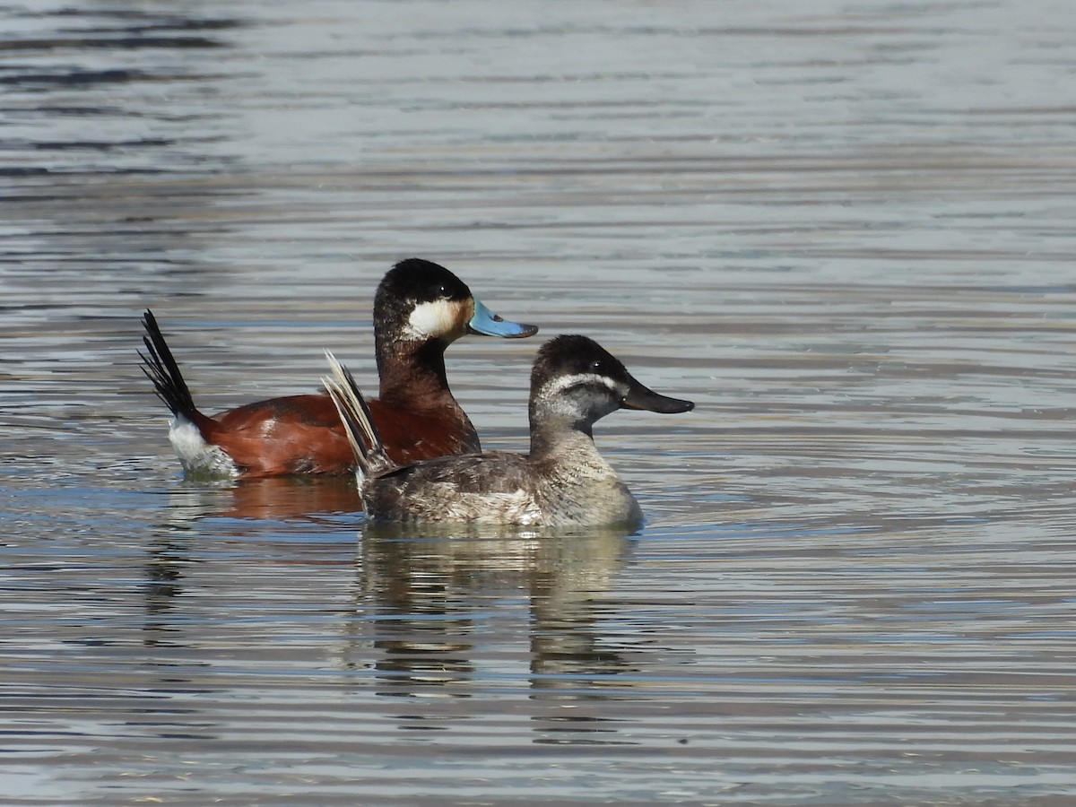 Ruddy Duck - ML556148091