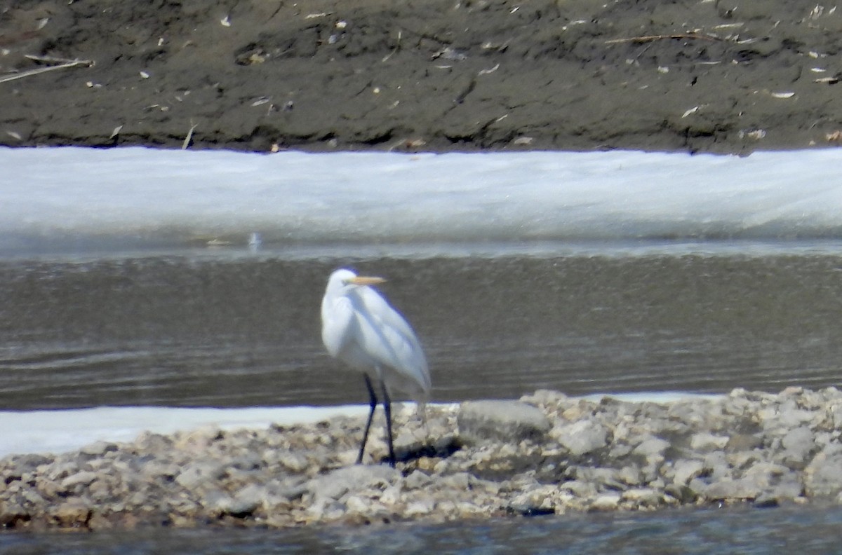 Great Egret - Heather and Laurence Brownell