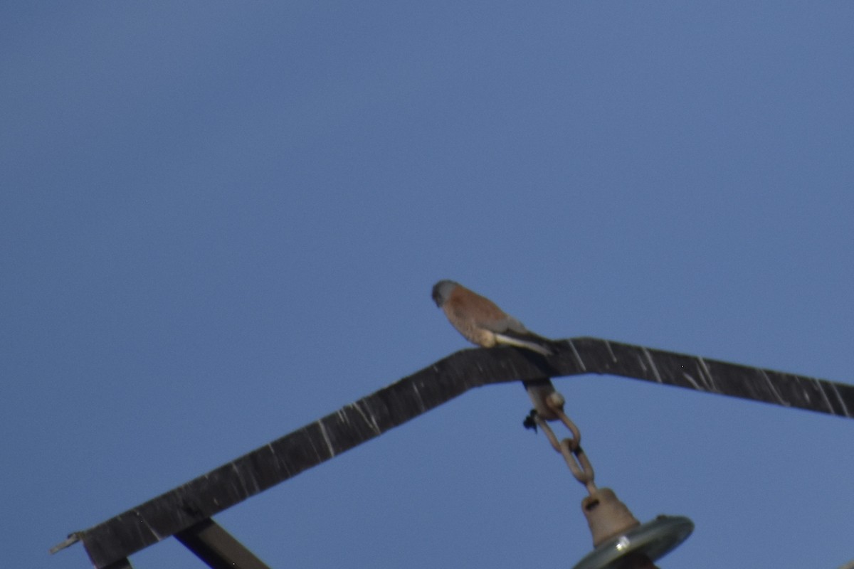 Lesser Kestrel - ML556148731