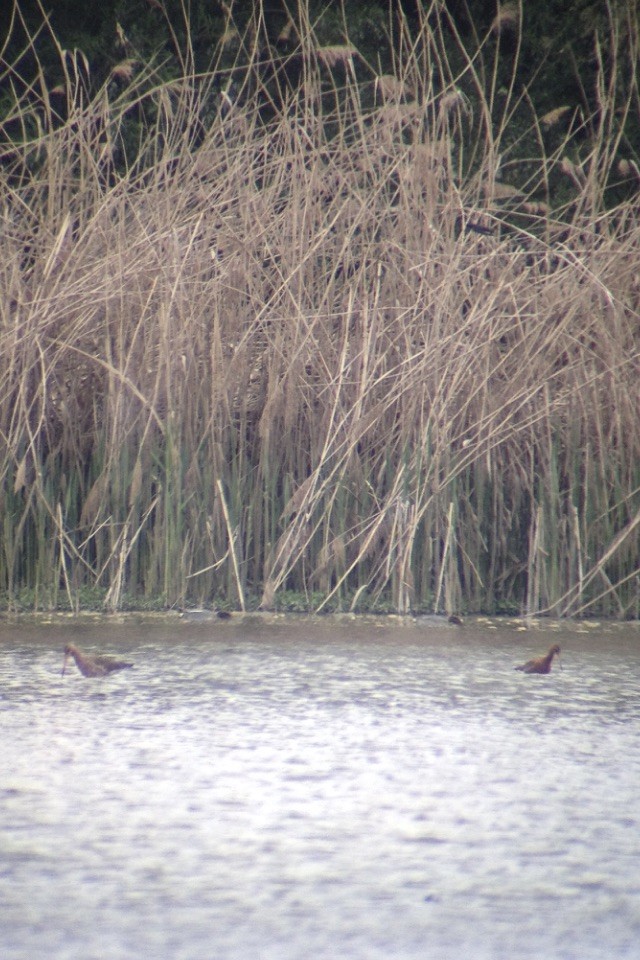 Black-tailed Godwit (Icelandic) - ML55614881