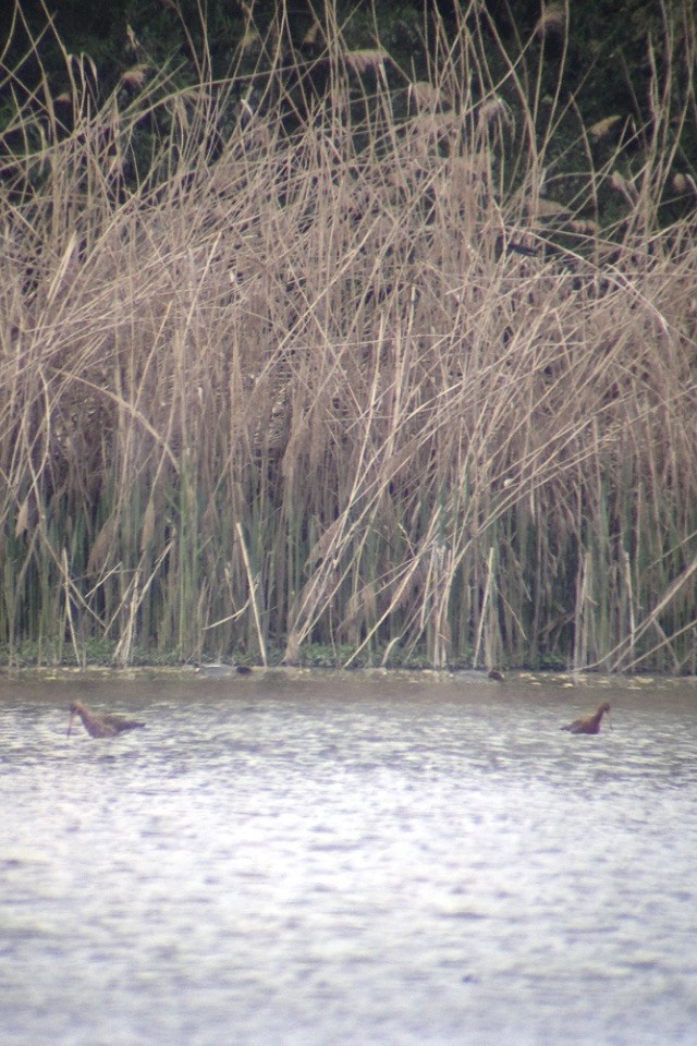 Black-tailed Godwit (islandica) - ML55614881