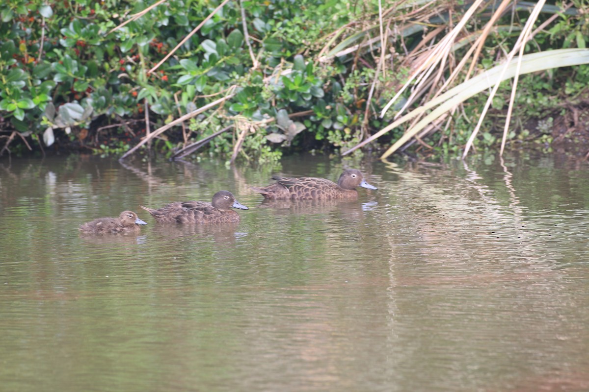 Brown Teal - Geoff de Lisle