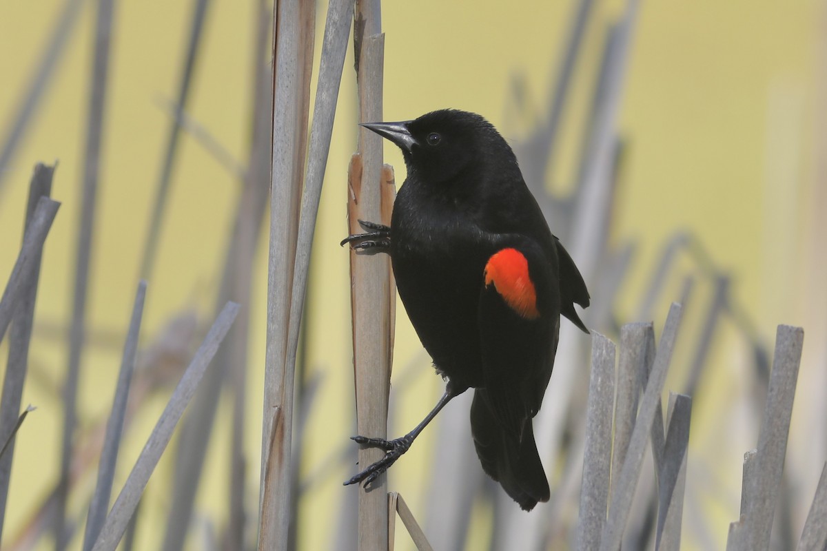 Red-winged Blackbird - ML556149551