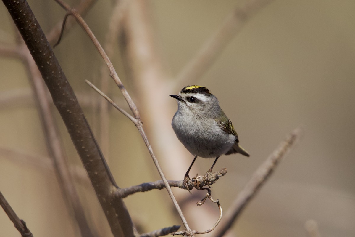 Golden-crowned Kinglet - ML556150531