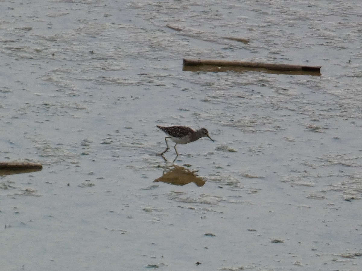 Wood Sandpiper - ML556150581