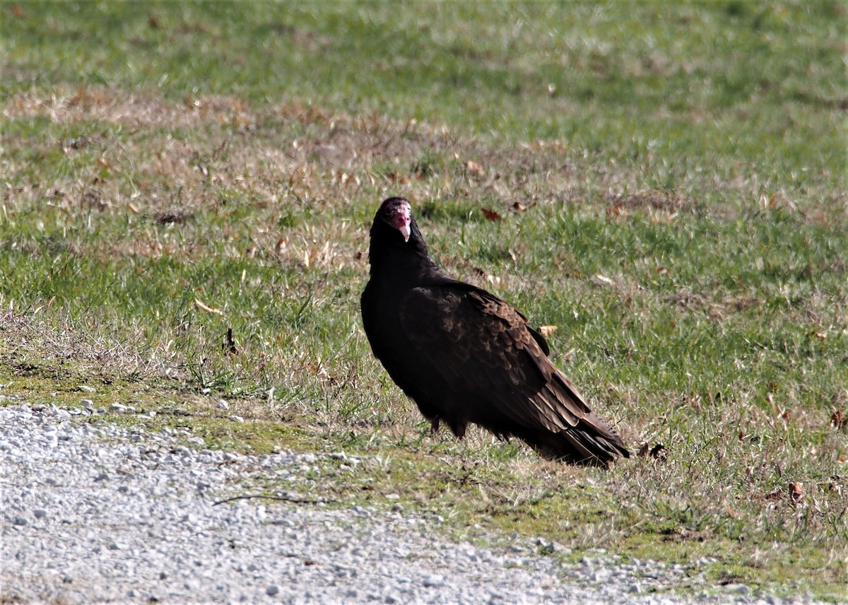 Urubu à tête rouge - ML556151771