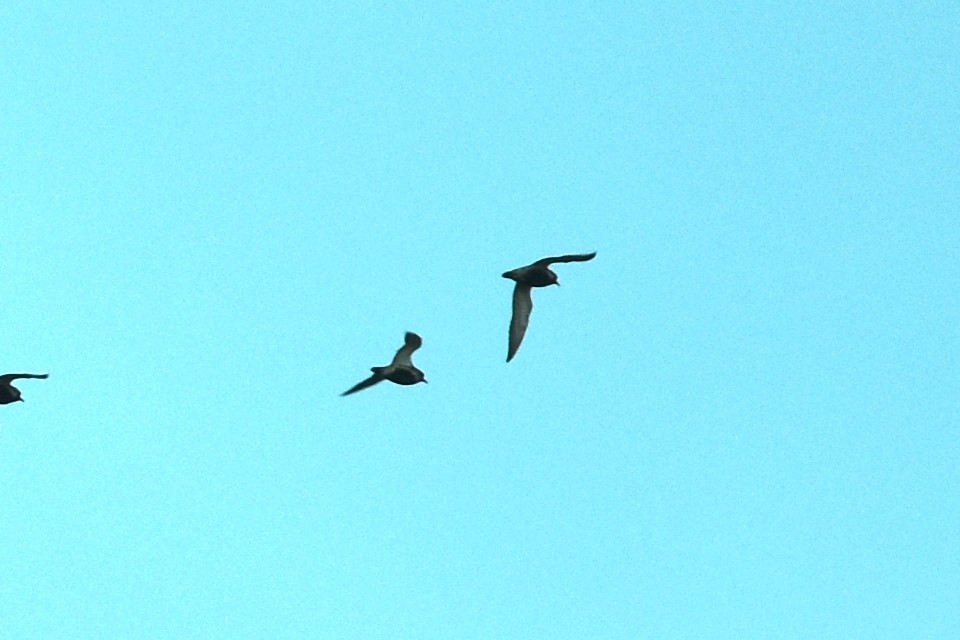 European Golden-Plover - ML556152571