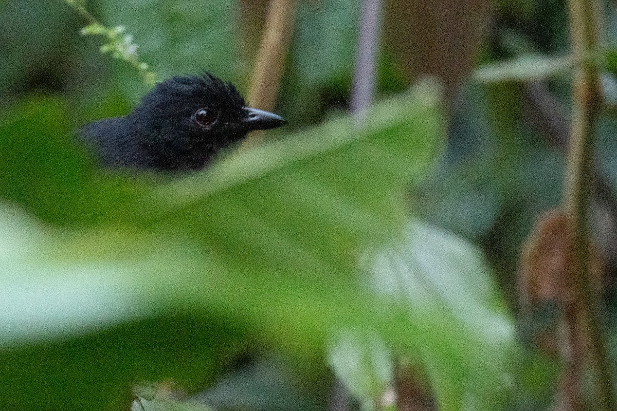 White-shouldered Antshrike - Ben  Lucking