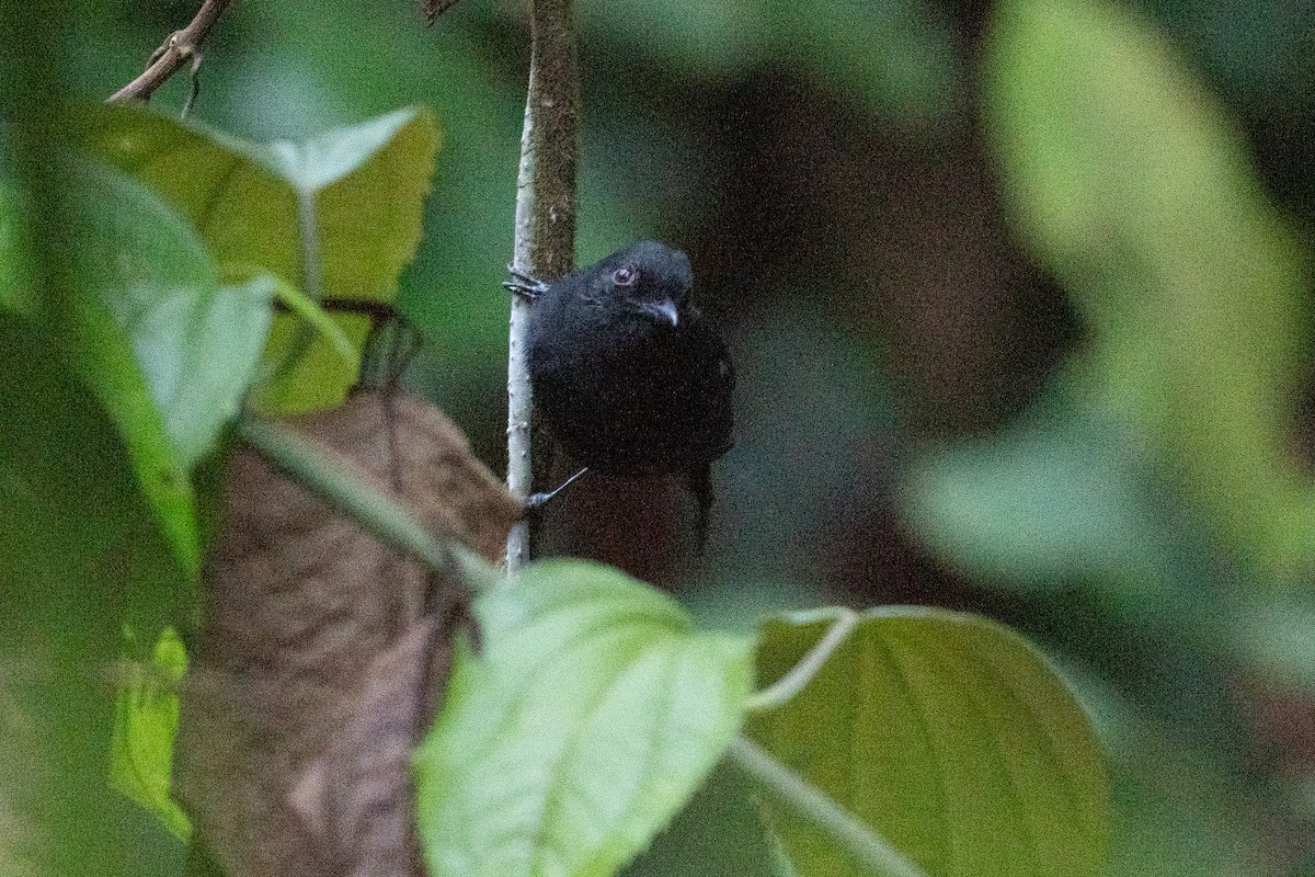 White-shouldered Antshrike - Ben  Lucking