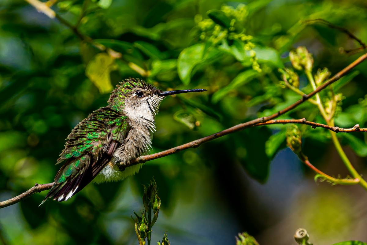 Ruby-throated Hummingbird - ML556154511