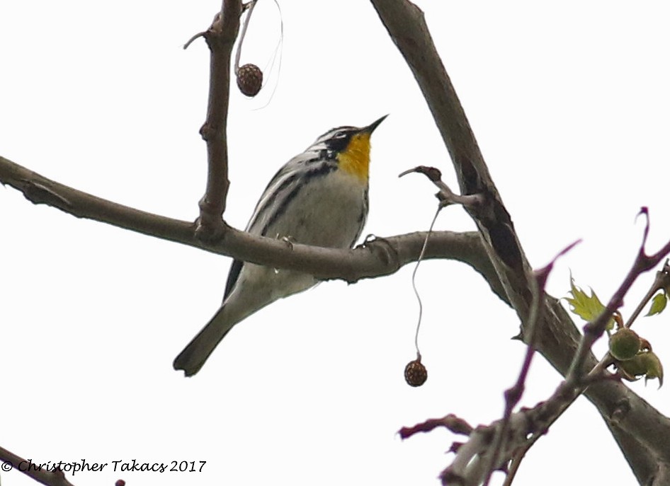 Yellow-throated Warbler - ML55615481