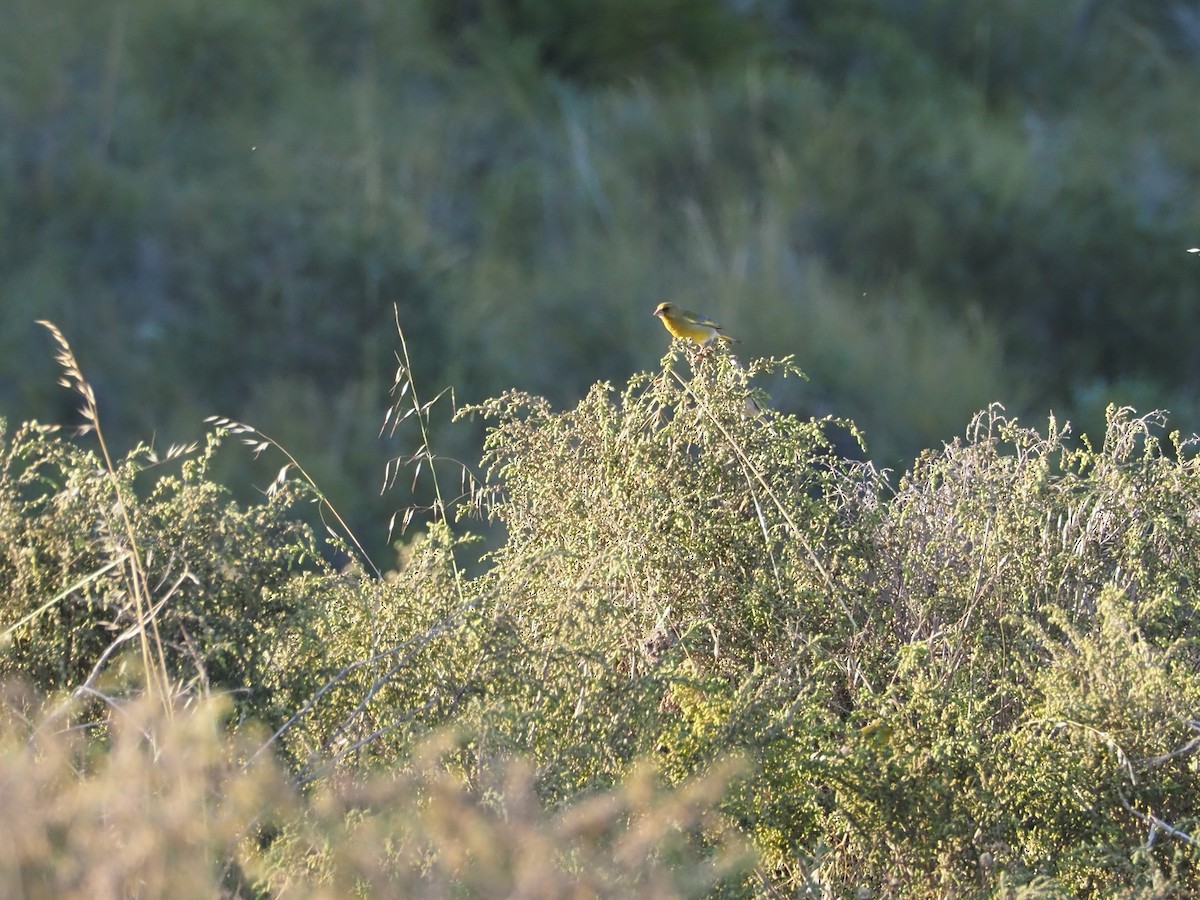 European Greenfinch - ML556158371