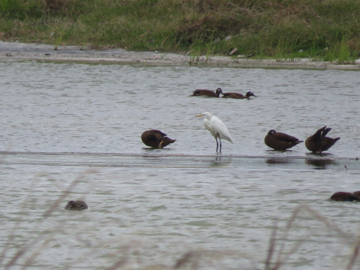 Western/Eastern Cattle Egret - ML556158901