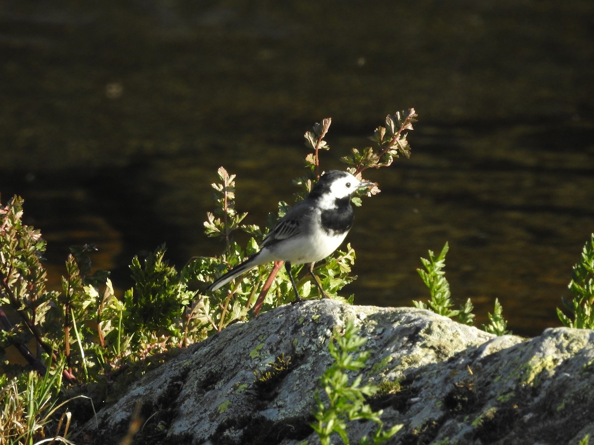 White Wagtail - ML556160151