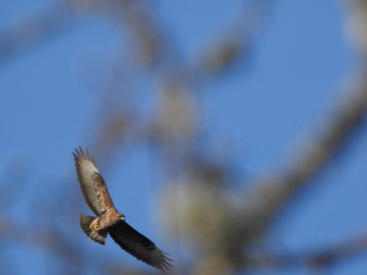 Common Buzzard - ML556160731