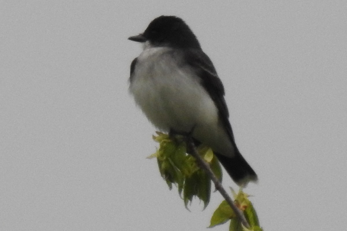 Eastern Kingbird - Eric R