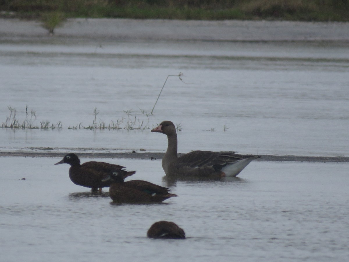 Greater White-fronted Goose - ML556163341